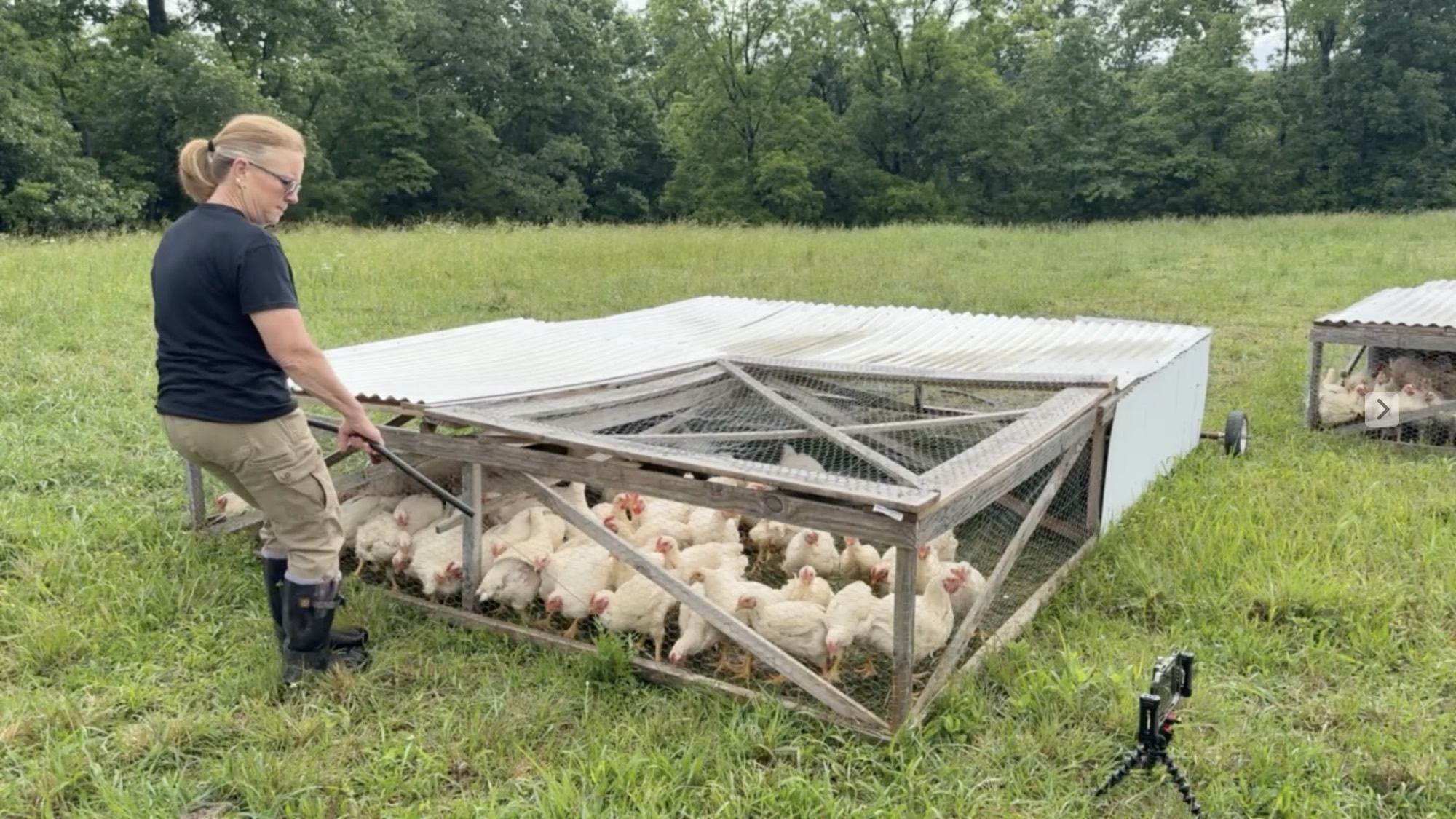 Shelley moving a chicken tractor on pasture